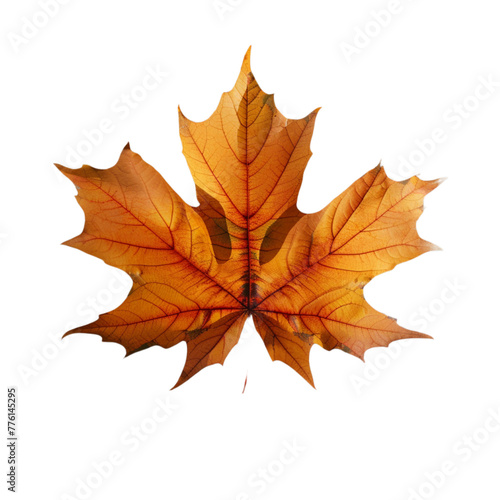 Maple leaf isolated on transparent background 