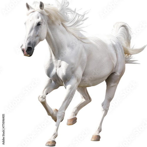White horse   transparent background 