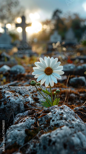 a white flower in a rock at the cemetery. Concept of sympathy and hope 