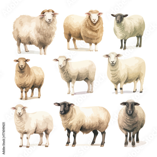 Watercolor drawing vector of set sheep, isolated on a white background, clipart image, Illustration painting, design art, sheep vector, Graphic logo, drawing clipart. 