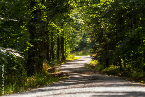 Mit Kies angelegter gerader Waldweg in einem Mischwald im Sommer