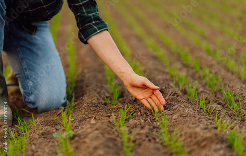 Farmer hand touches green leaves of young wheat in the field. Woman touches the crop and checks the sprouts, protect the ecology of the cultivated. Concept of natural farming, agriculture.