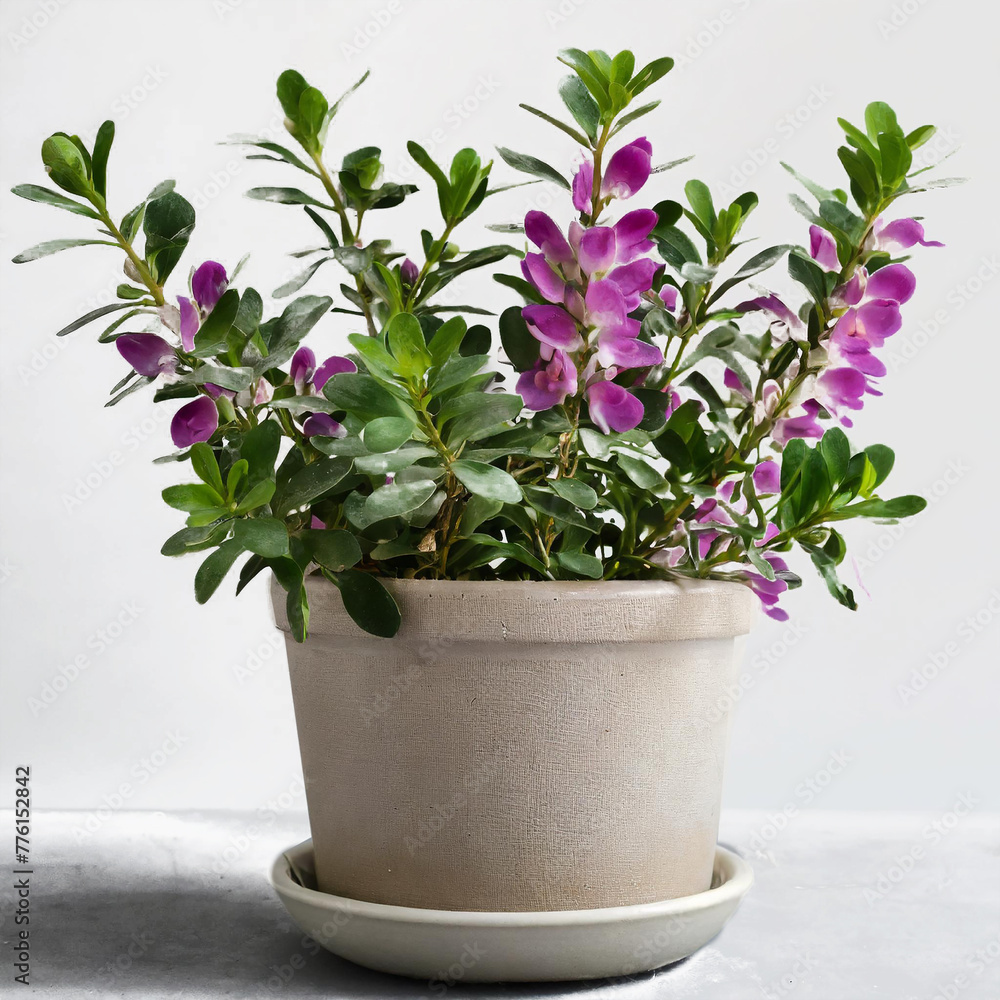 Polygala myrtifolia in a white ceramic pot. Isolated plant on white background.