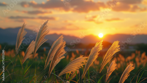 Sunset behind delicate grass silhouettes.