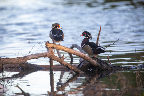 Wood Ducks on Lake