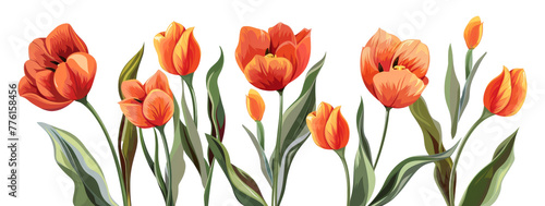 Vivid orange tulips isolated on transparent background