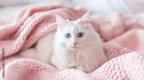 a cute white Angora cat with beautiful blue eyes is sitting on the sofa on a pink blanket and looking straight ahead