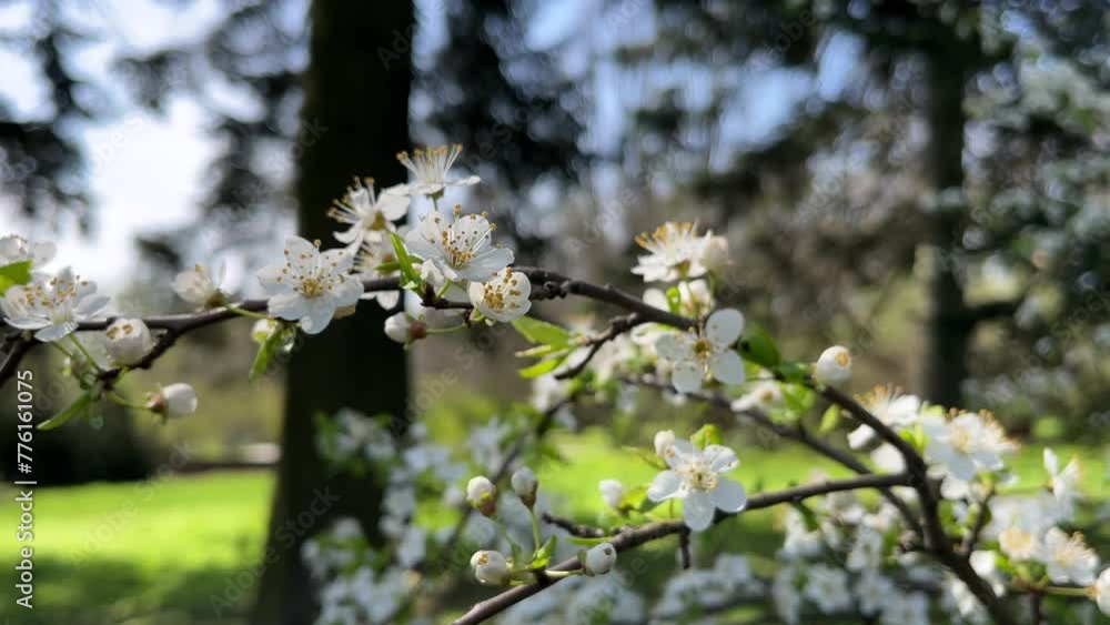 Blooming cherry branch in spring blooms with white flowers in the bright sun. Against the background of coniferous trees. Background. Tree in the garden. Delicate blossoms. Blooming cherry branch in spring blooms with white flowers in the bright sun. Against the background of coniferous trees. Background. Tree in the garden. Delicate blossoms.