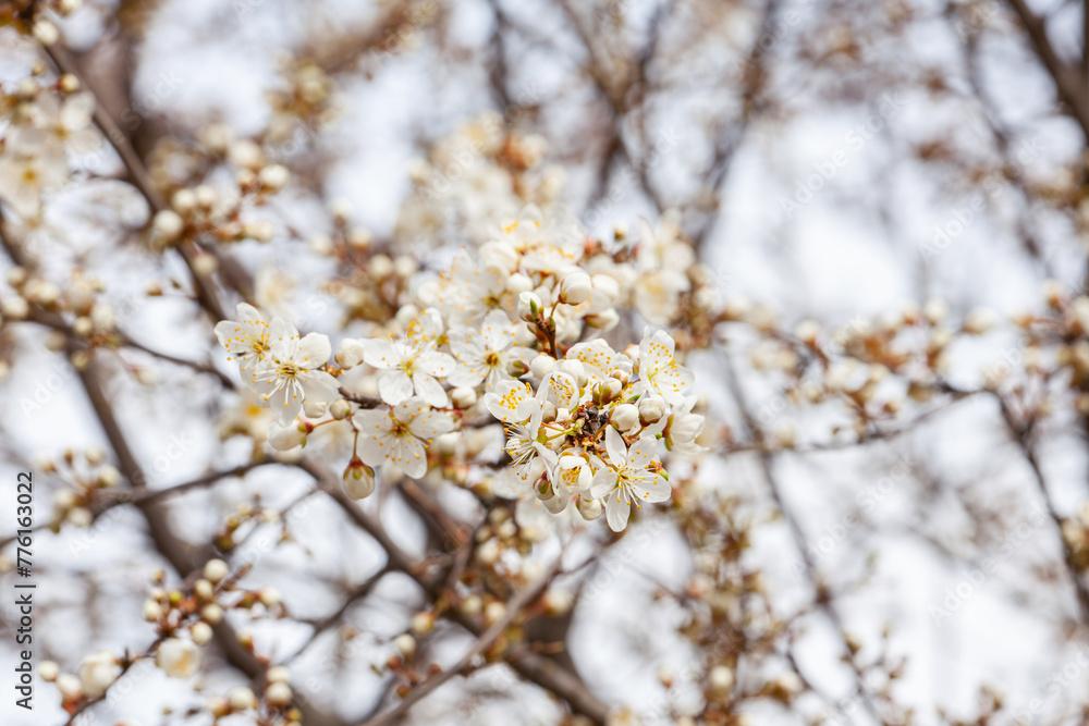 White beautiful flowers the fruit tree. Close up of spring flowering cherry tree branch. Spring blooming sakura cherry flowers branch. White beautiful flowers the fruit tree. Close up of spring flowering cherry tree branch. Spring blooming sakura cherry flowers branch.