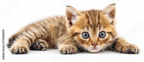   A tight shot of a kitten on a white background, its paws touching the ground, and gaze fixed on the camera