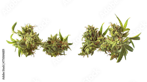 Cannabis isolated on transparent background, png