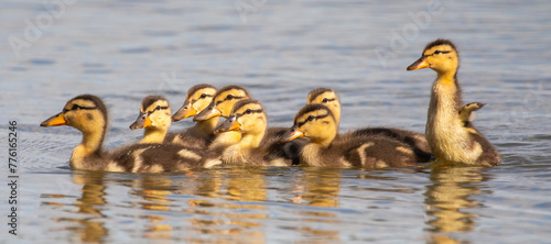 Ducklings on Water