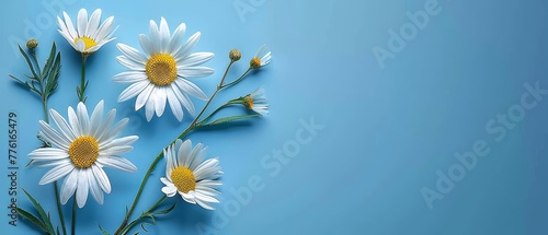  A cluster of daisies against a blue backdrop Insert text or image here ..Or, if you prefer: Blue background filled with dais
