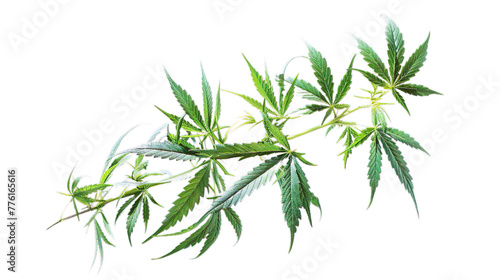 Cannabis isolated on transparent background, png