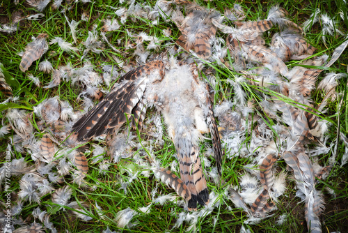 Toter Vogel auf der Wiese mit Federn photo