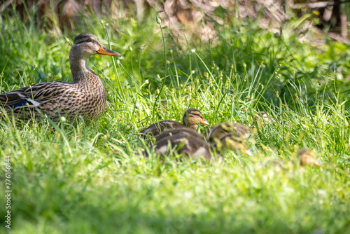 Ducklings in Grass