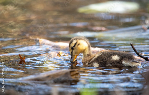 Duckling in Water