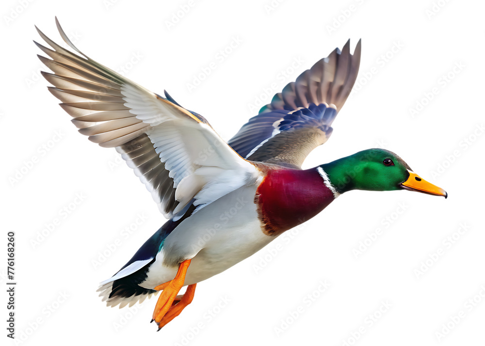 arafed duck flying in the air with its wings spread arafed duck flying in the air with its wings spread