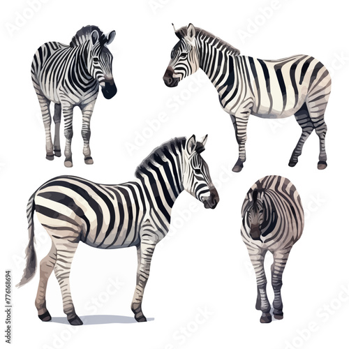 Watercolor drawing vector of a Zebra collection  isolated on a white background  clipart image  Illustration painting  design art  Zebra vector  Graphic logo  drawing clipart. 