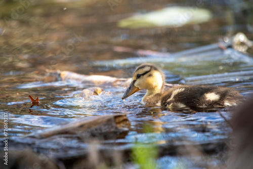 Duckling in Water
