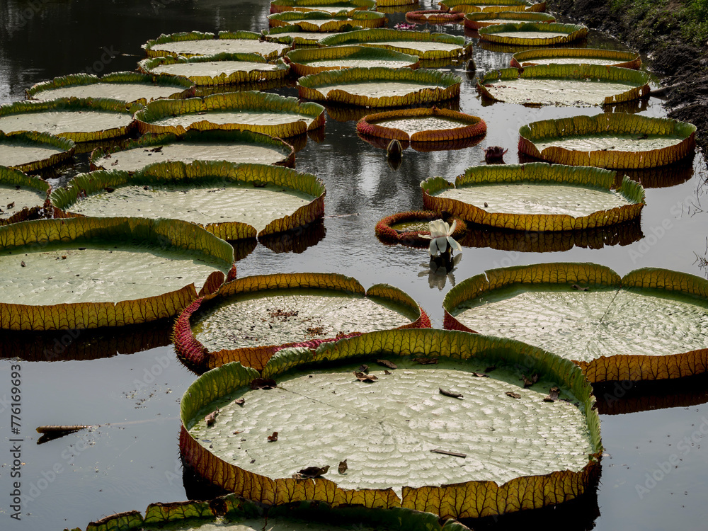 India, Kolkata, Botanical Gardens