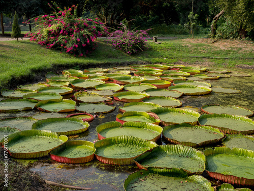 India, Kolkata, Botanical Gardens