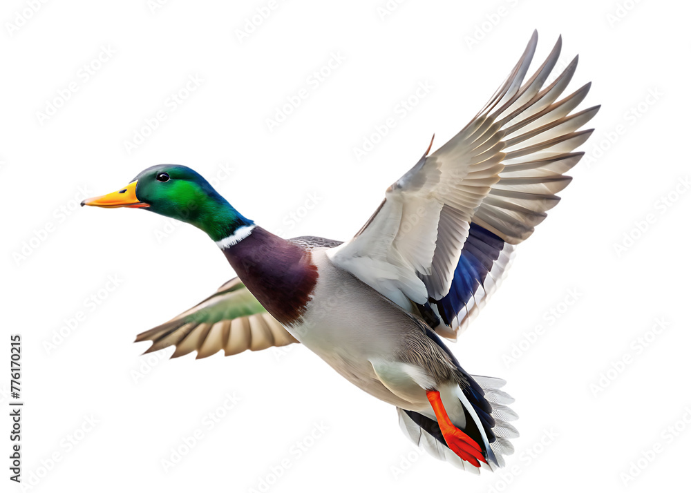 Obraz premium arafed duck flying in the air with its wings spread