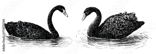 Swans, black, pair, floating, water birds, feathers, graceful, sketch, realistic, vector hand drawn illustration isolated on white