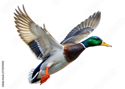 arafed duck flying in the air with its wings spread