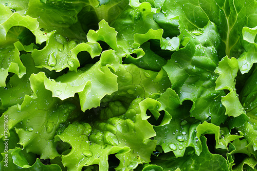 Vibrant Fresh Lettuce Leaves - A Healthy Salad Ingredient