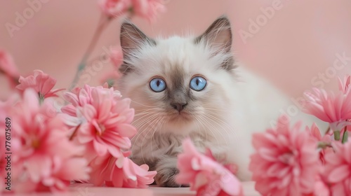 cute ragdoll kitten with blue eyes lying on the floor looking at camera between pink flowers on a pink background