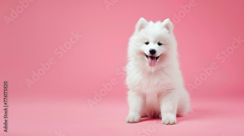 Cute Samoyed dog on pink background