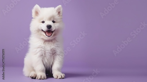 Cute somoyed puppy sitting on a purple background © Rosie