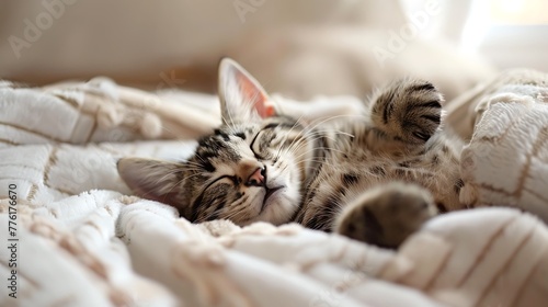 Cute young domestic cat sleeps relaxed and happy on soft cozy throw on bed