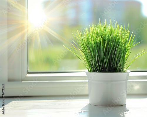 Potted green grass on a windowsill basks in the warm sunlight from the window