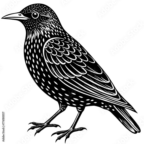 starling  silhouette vector illustration svg file
 photo