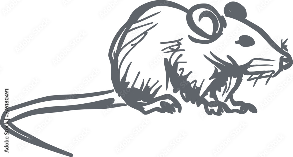 rat in a simple vector sketch drawing with outlines