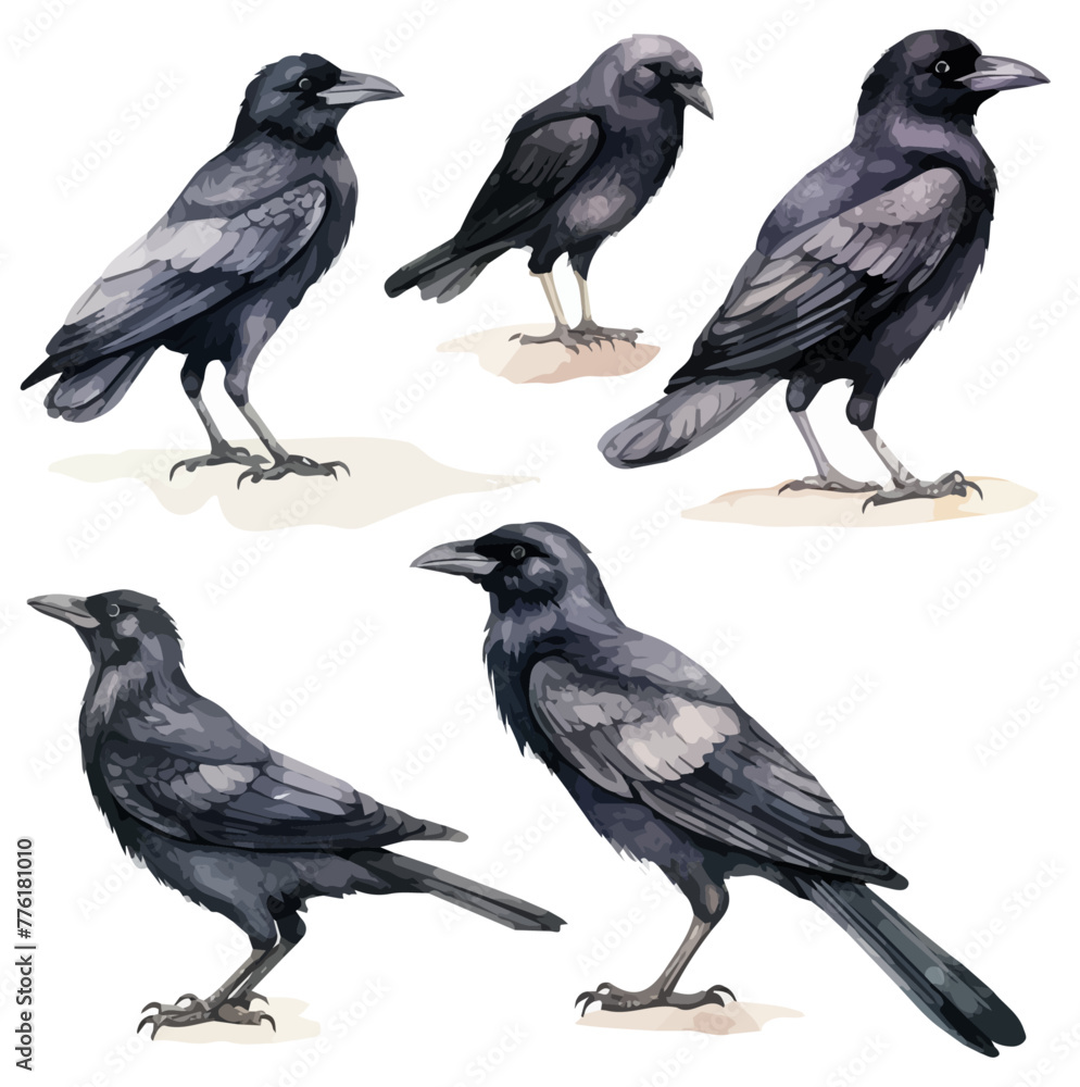 Naklejka premium watercolor vector of set black crows bird (raven), isolated on a white background, drawing raven, Vector Crows, Graphic Painting.