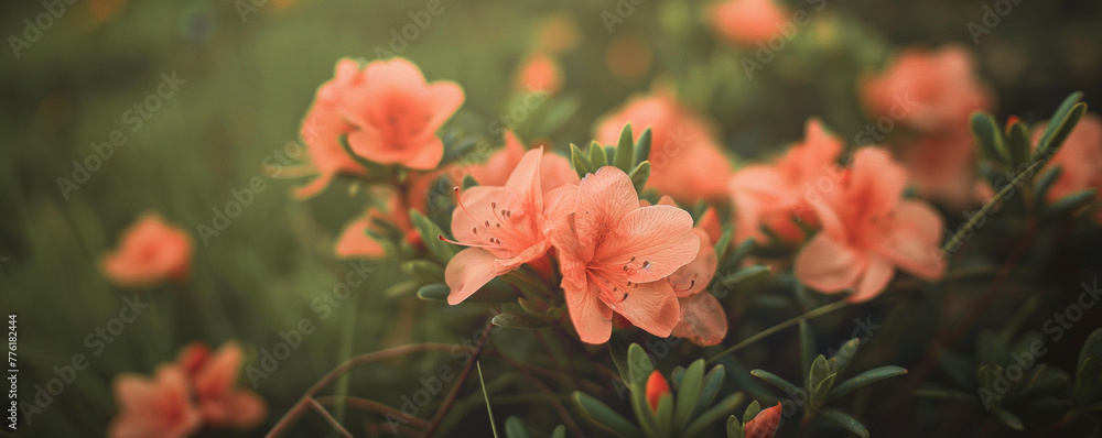 Serene Azalea Flowers in Vibrant Spring Bloom Serene Azalea Flowers in Vibrant Spring Bloom