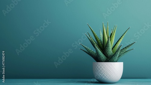 Aloe vera plant growing in a pot.
