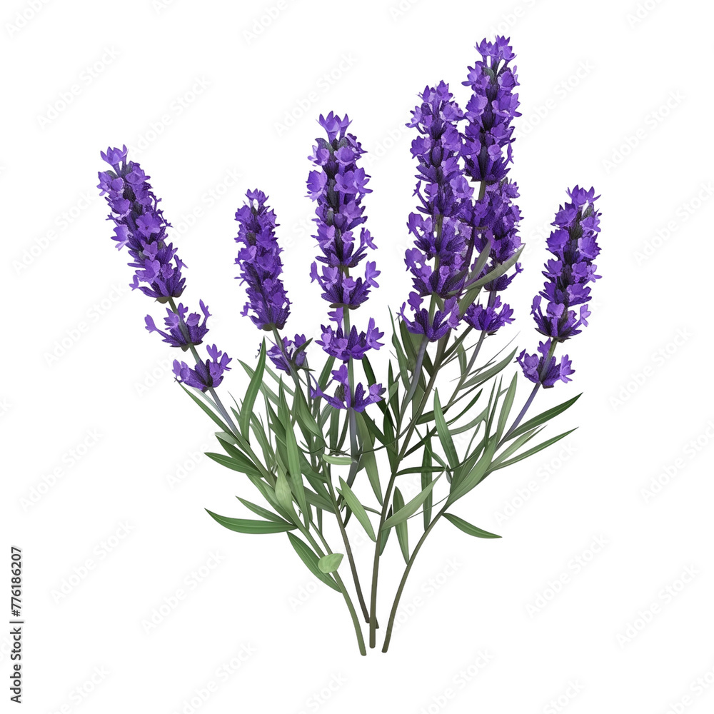 Lavender isolated on transparent background Lavender isolated on transparent background
