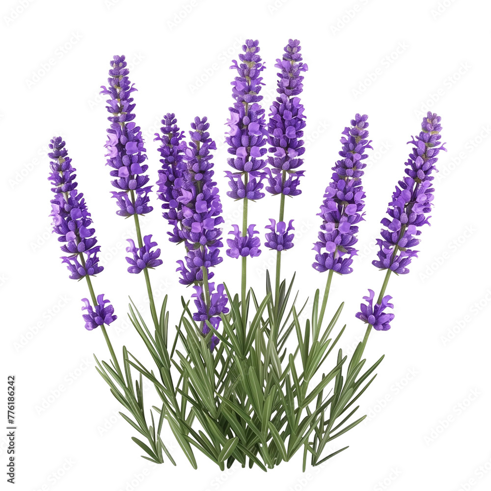 Naklejka premium Lavender isolated on transparent background