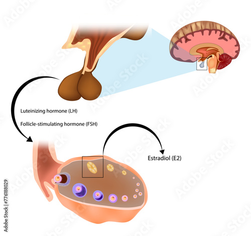 Estradiol (E2) or oestradiol, is an estrogen steroid hormone.  Estradiol is produced especially within the follicles of the ovaries