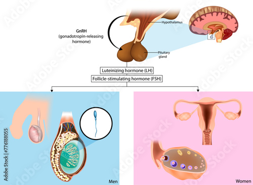 Production gonadotropins. FSH and LH are synthesized in the pituitary gland in response to gonadotropin-releasing hormone or GnRH. Hypothalamus-pituitary-gonad axis