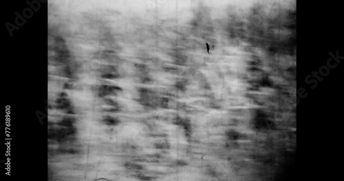Corn field view from moving car. Agriculture corn harvest. Archival field landscape. Maize plantation growth in farm land. Crop season. 1960s archives. Vintage black white film. Retro archive