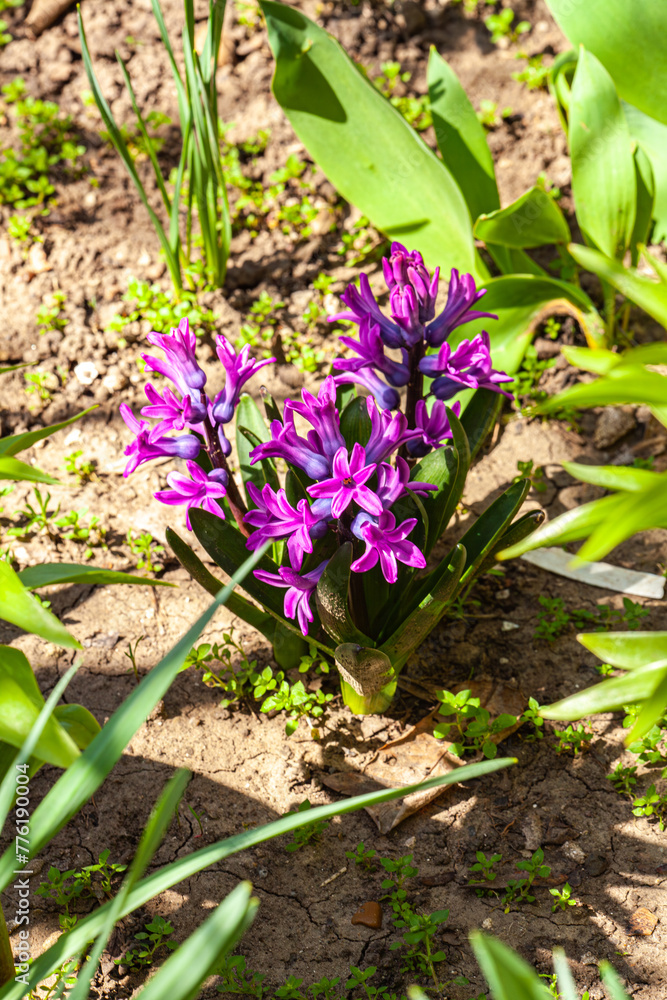 Hyacinthus orientalis in garden, common hyacinth in spring. Magenta flowers, floral pattern, nature background. Pink blossom, growing plant. Selective focus, blurred green bokeh. Springtime.