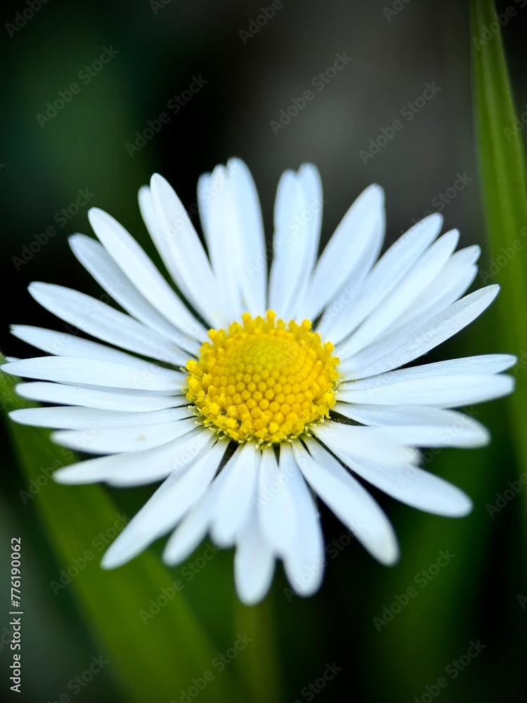 Obraz premium daisy flower closeup