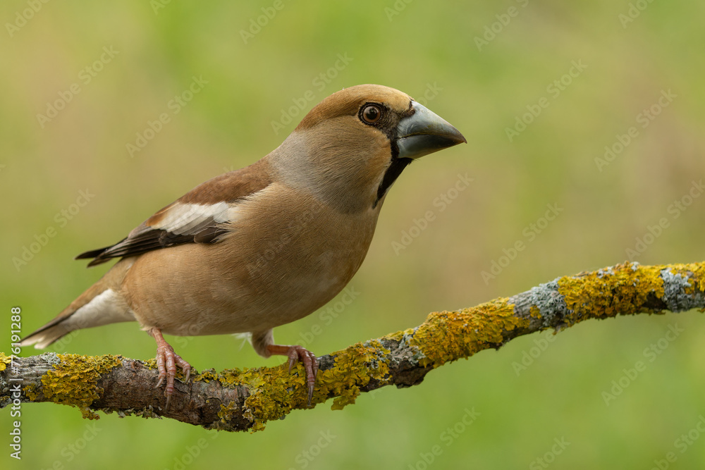 Female hawfinch is sitting on a moss-covered branch. Female hawfinch is sitting on a moss-covered branch.