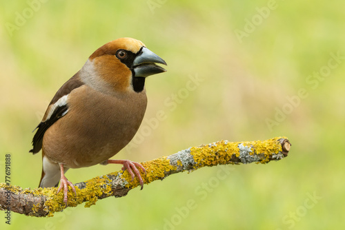 Fototapeta Male hawfinch sits curiously on a tree branch