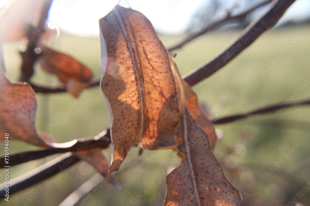 Fototapeta premium Leaf on vine in focus in field out in country, close up of leaves